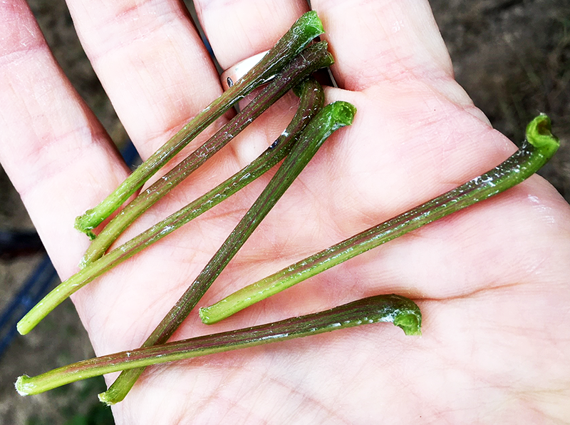 Collected Petioles
