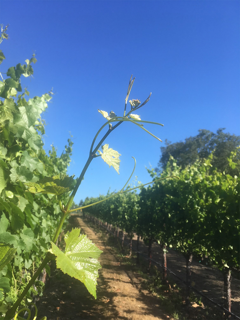 Long tipped grape vine