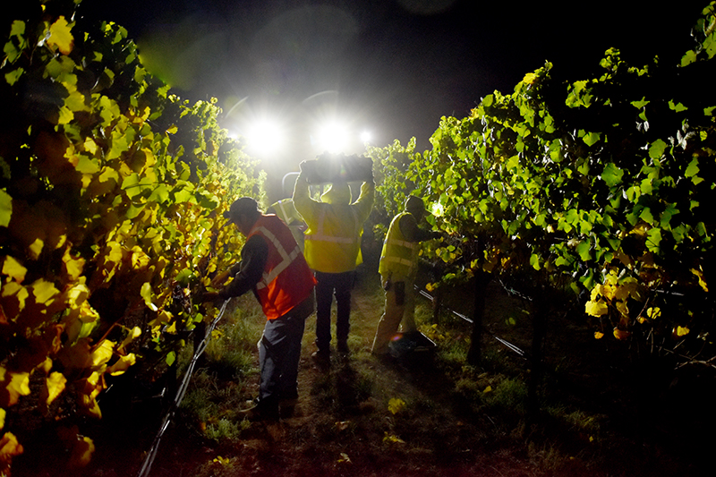 Workers picking grapes at night in vineyard 