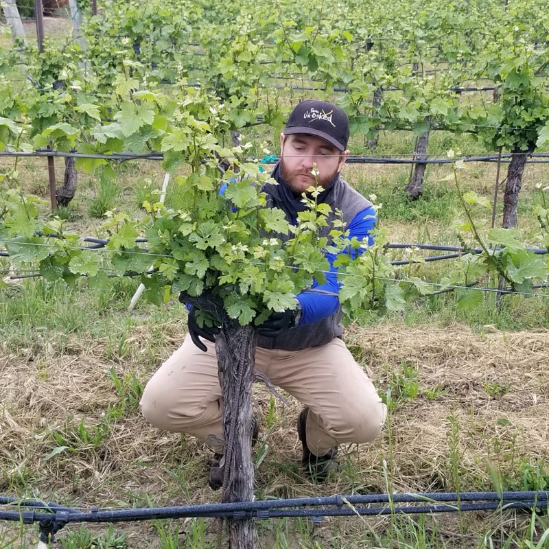 Will Thiersch, of Winery Cellar Team, in Vineyard